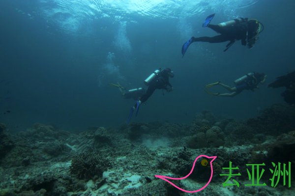 东南亚考潜水证最好的潜水胜地：泰国龟岛和涛