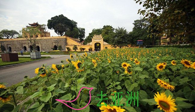 河内升龙皇城的向日葵花园颇受诸多居民和游客，特别是年轻人的青睐