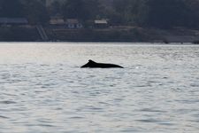 江豚之旅Irrawaddy Dolphin