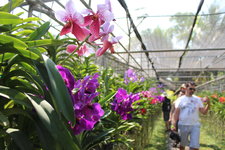 兰花园Sai Nam Phung Orchid