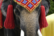 泰国皇家大象国立博物馆Royal Thai Elephant Museum