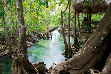 泗水将拥有世界首座红树植物园，连接红树资讯