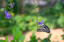 班迭斯雷蝴蝶中心Banteay Srey Butterfly Center