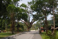 槟城植物园Penang Botanic Gardens
