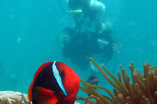 长滩岛潜水Diving