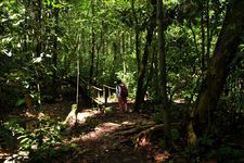 丛林徒步Jungle Trekking